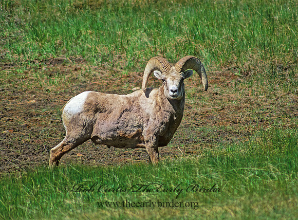 Ovis canadensis  BIGHORN SHEEP 153627z