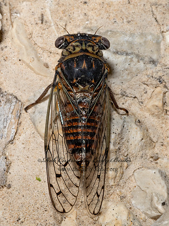 Pacarina puella  LITTLE MESQUITE CICADA 3039250z