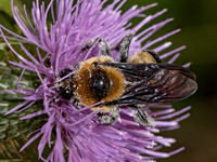 Bombus fraternus SOUTHERN PLAINS BUMBLEBEE 3025977z