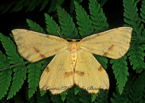 Xanthotype sospeta CROCUS GEOMETER 207206z