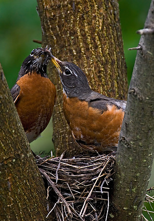 Turdus migratorius  AMERICAN ROBIN 6005539z