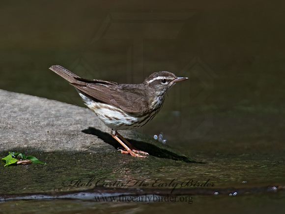 Parkesia motacilla  LOUISIANA WATERTHRUSH 9012615z