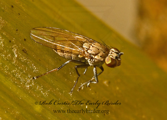 Notiphila  SHORE FLY 5000702z
