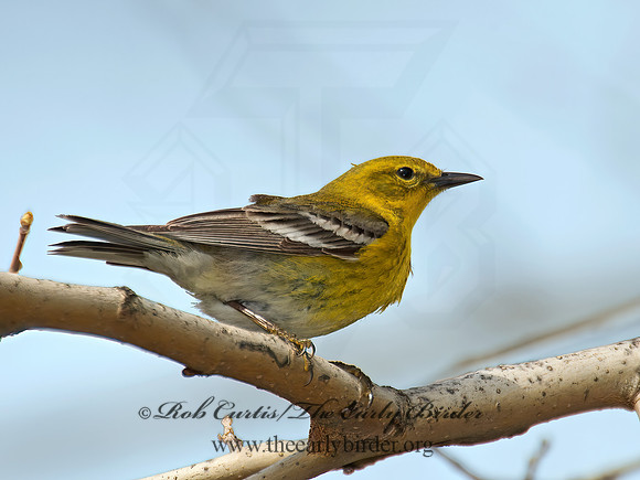 Setophaga pinus  PINE WARBLER 9010318 z