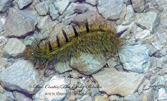 Acronicta rubricoma RUDDY DAGGER MOTH 1285003z