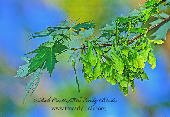 Acer saccharinum  SILVER MAPLE 281401z