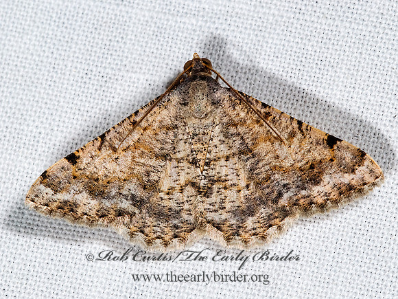 Digrammia colorata  CREOSOTE MOTH 6024874z