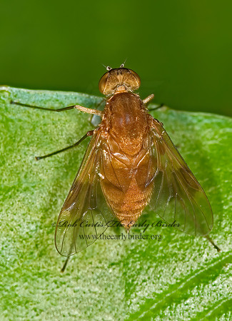Chrysopilus quadratus  SNIPE FLY 6010040z