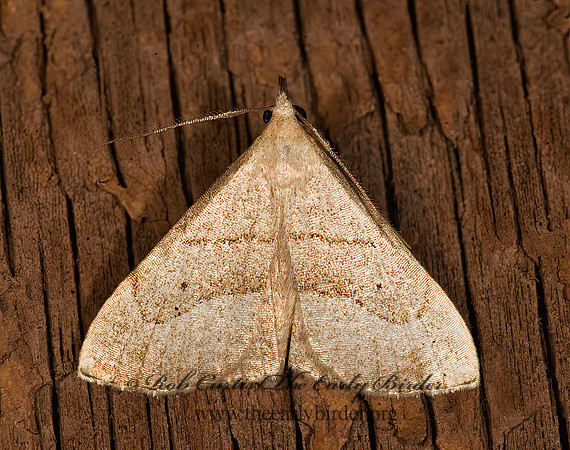 Macrochilo litophora BROWN-LINED OWLET MOTH 8016595z