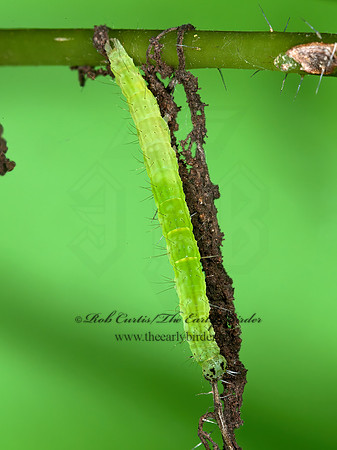 Hypena sordidula  SORDID HYPENA 8031602z