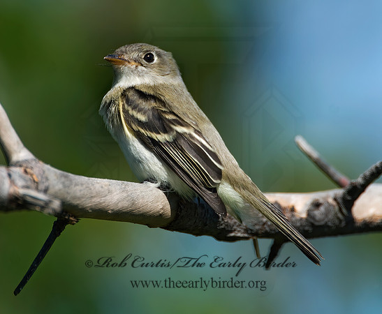 Empidonax minimus  LEAST FLYCATCHER 6015645z