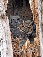 Bubo virginianus GREAT HORNED OWL 9067787z