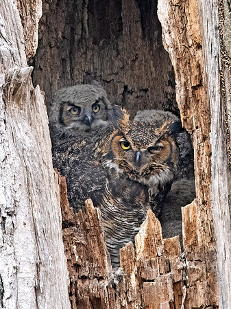 Bubo virginianus  GREAT HORNED OWL 9067787z
