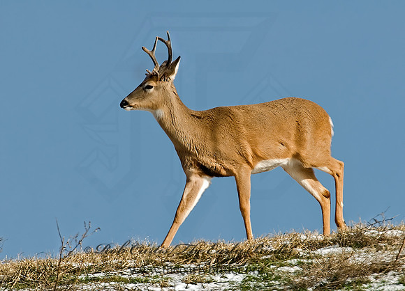 Odocoileus virginianus  WHITE-TAILED DEER  6019892rz