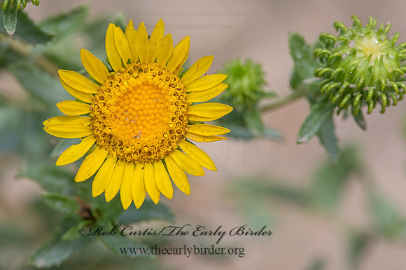 Grindelia squarrosa  CURLYCUP GUMWEED 3023438z