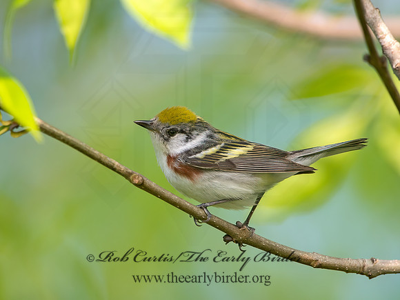 Setophaga pennsylvanica  CHESTNUT-SIDED WARBLER 9038751z