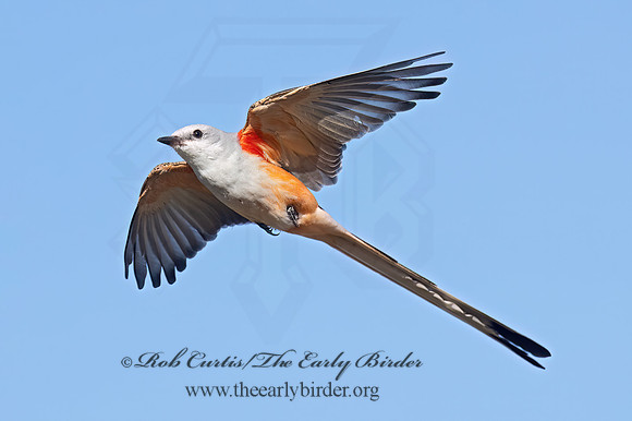 Tyrannus forficatus SCISSOR-TAILED FLYCATCHER 9091877z