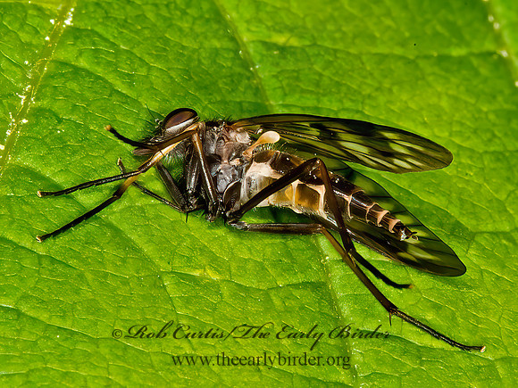 Rhagio mystaceus  COMMON SNIPE FLY 9031666z