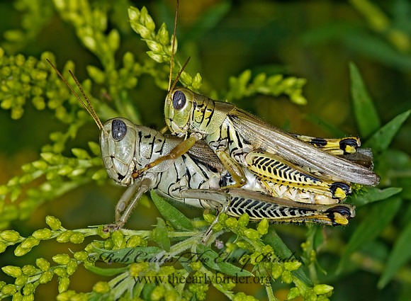 Melanoplus differentialis  DIFFERENTIAL GRASSHOPPER 6014560z