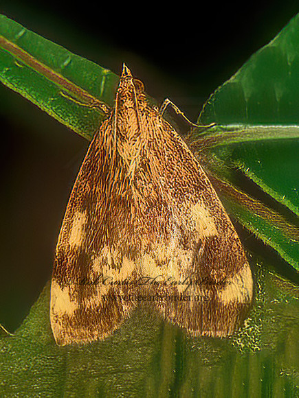 Pyrausta homonymalis  PYRAUSTINAE CRAMBID MOTH 171131-z