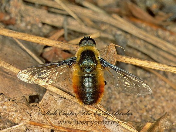 Villa nigricauda  VILIINI BEE FLY 210134z