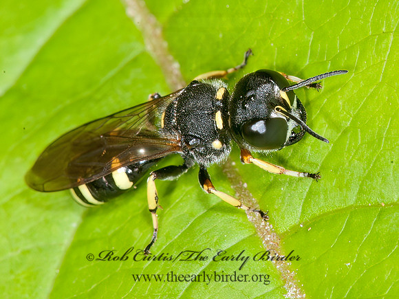 Ectemnius continuus  CRABRONID WASP 8034330z
