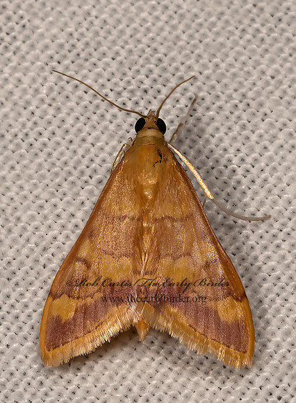 Pyrausta pseudonythesalis CRAMBID MOTH 3034926z