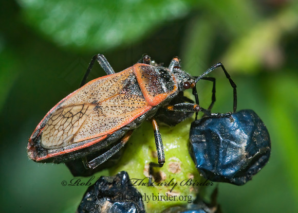 Largus maculatus 6023594z