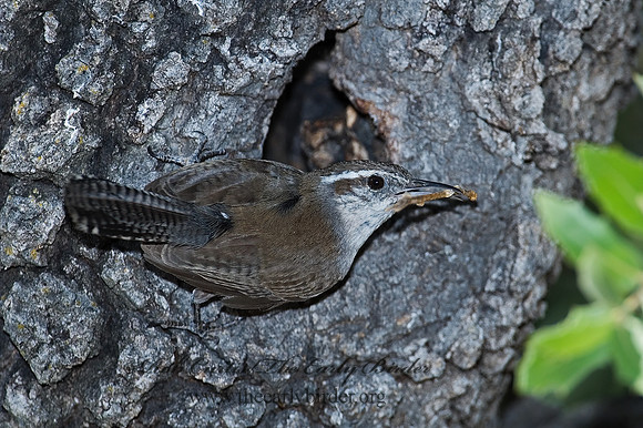 Thyromanes bewickii  BEWICK'S WREN 7008773z