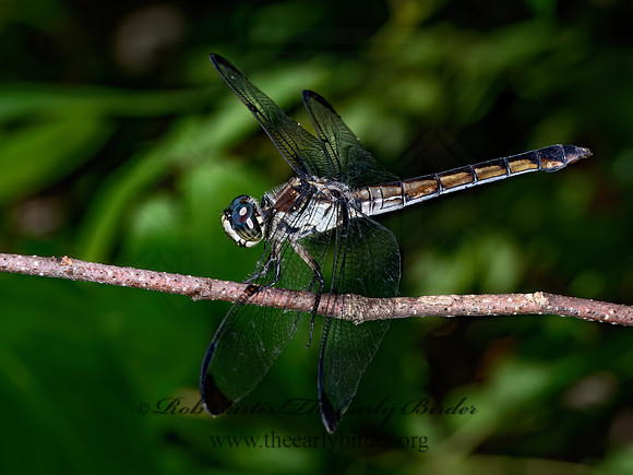 Libellula vibrans GREAT BLUE SKIMMER 9089739z