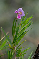 Chilopsis linearis  DESERT WILLOW 6040600z