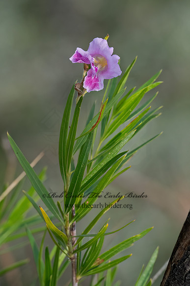 Chilopsis linearis  DESERT WILLOW 6040600z