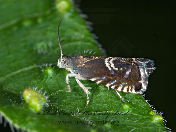 Grapholita interstinctana CLOVER HEAD CATERPILLAR MOTH 6014024z