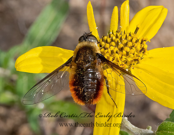Villa  BEE FLY3024037z