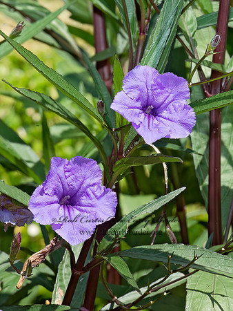 Ruellia  RUELLIA 9014044z