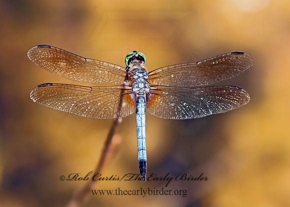 Pachydiplax longipennis BLUE DASHER 8022813