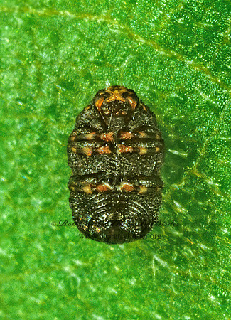 Exema dispar  CASEBEARER LEAF BEETLE 1288131z