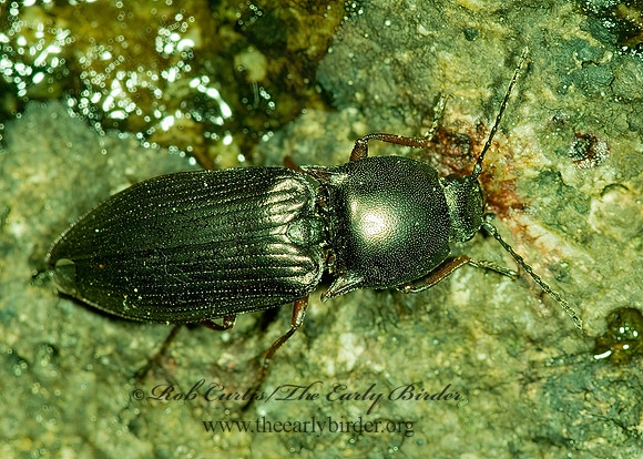 Selatosomus  PROSTERNINI CLICK BEETLE 9032953z