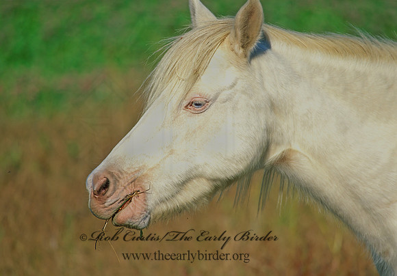 Equus caballus  HORSE 43721z