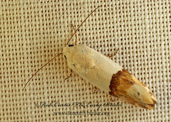 Ponometia elegantula ARIZONA BIRD-DROPPING MOTH 74417z