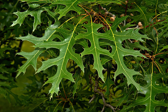 Quercus nutalli  NUTALL'S OAK 5009153z