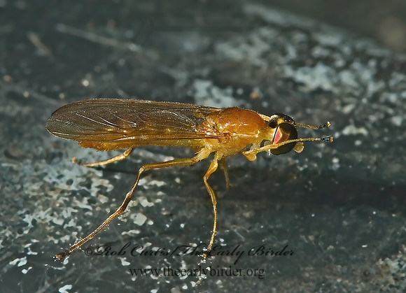 Ptecticus trivittatus  SOLDIER FLY 5002323z