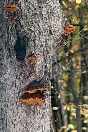 Phellinus  BRACKET FUNGUS 3010330z