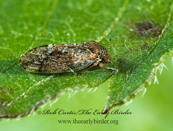 Pachypsylla celtidismamma grp  HACKBERRY PSYLLID 5002896z