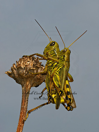 Melanoplus differentialis  DIFFERENTIAL GRASSHOPPER 1305506z