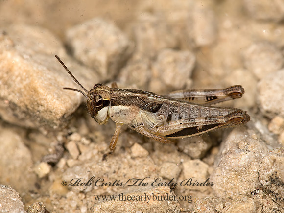 Melanoplus  SPUR-THROATED GRASSHOPPER 9047202z