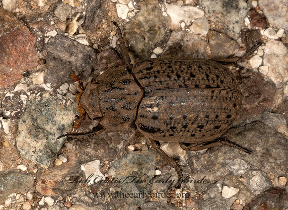 Omorgus suberosus  HASTATE HIDE BEETLE 3038129z