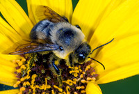 Bombus griseocollis  BROWN-BELTED BUMBLE BEE 7015022  Mz
