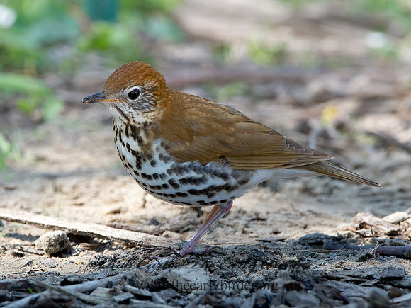 Hylocichla mustelina WOOD THRUSH 9037338z