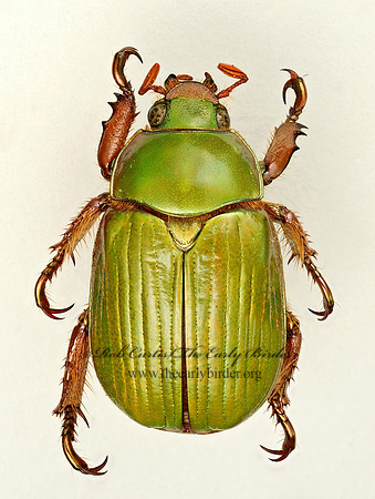 Chrysina leconteii SHINING LEAF CHAFER 9019699z